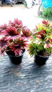 ต้นฤาษีสีผสม 1 แถม 1 ซื้อ 1 กระถางแถมฟรี 1 กระถางต้นไม้มงคลต้นไม้ฟอกอากาศใบสวยมีเอกลักษณ์จัดส่งในแบบกระถางขนาด 3 นิ้ว