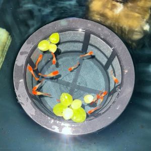 NOBLELYN Floating Fish Fry Cage Reusable Large Capacity Fish Fry Isolation Box Nursery Enclosure For Separating Fry and Sick Fish Increases Survival Rates