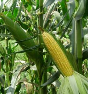 เมล็ดพันธุ์ข้าวโพดหวานซุปเปอร์ (ฝักใหญ่ หอมหวาน อร่อย)