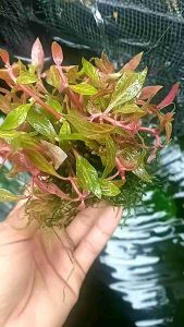 Alnathera Rosanervig: Tanaman Ples Mos Weving Untuk Aquascape