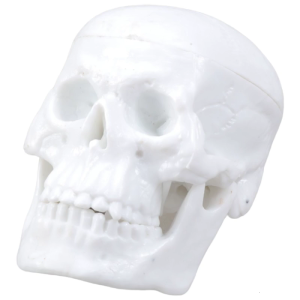 Chuyên nghiệp Skull hình mô hình giảng dạy với mùa xuân cằm thiết kế cho giáo dục tổ chức Studio nghiên cứu hiển thị sử dụng