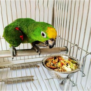 CUTE ELVES Heavy Duty Stainless Steel with Clamp Hanging Removable Parrot Cage Bowl Parrot Food Bowl Bird Feeding Cup Pet Drinking Feeder