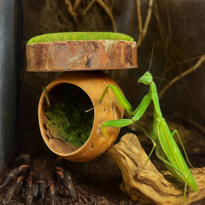 FDGED ทำมือ ถ้ำซ่อนแมงมุม แม่เหล็ก ขนาดเล็ก ที่อยู่อาศัยแม่เหล็กของแมงมุม ใช้งานได้จริง หนังธรรมชาติ ที่พักอาศัยแมงมุมกระโดด สำหรับสัตว์เลี้ยงขนาดเล็ก