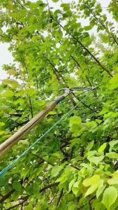 Kéo Cắt Cành Trên Cao Đầu Kéo Cắt Tỉa Cành Cây Có Kèm Dây Thừng [ SIÊU ƯU ĐÃI ]