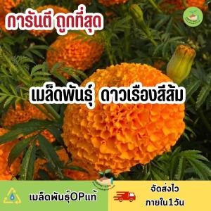 ถูกที่สุด เมล็ดพันธุ์ ดอกดาวเรืองสีส้ม