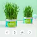 Cat Grass Natural Seed Planting Fast Growing Weatgras Planting Set Twice For Hairball Control. 