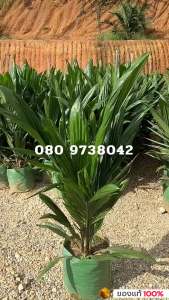 กล้าปาล์มท็อปเทเนอร่าต้นกล้าปาล์มแท้100% ⭐⭐⭐⭐⭐ โทร 080 9738042