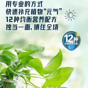 ปรับปรุงใบเหลือง สารละลายธาตุอาหารพืชไฮโดรโปนิกส์เข้มข้น