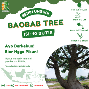 BENIH BAOBAB POHON KEHIDUPAN ASLI AFRIKA UNGGULAN (10 BUTIR)