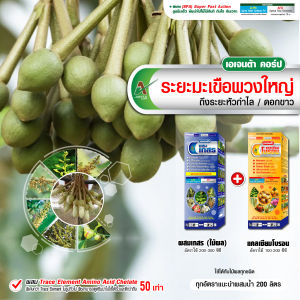 ผสมเกสรทุเรียน ระยะมะเขือพวง ติดผลดก ขั้วเหนียว ออกผลพร้อมกันทั้งต้น เอเจนต้า คอร์ป (ชุดคู่ 1 ลิตร)