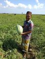 Benih Bibit Semangka Lonjong BAGINDA F1 80 butir dari Cap Panah Merah. 