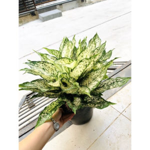 [FREESHIPMAX] Ngọc ngân chậu to nhiều thân- Shop đồng hồ và cây cảnh