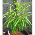REAL LIVE INDOOR PLANT ZODIA MOSQUITOES REPELLENT WITH POLYBAG POKOK HALAU NYAMUK. 