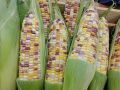 ข้าวโพดสามสี 1 กิโลกรัม หมดอายุ 15/03/2569 ลอตใหม่ งอกดี ข้าวโพด สามสี ขาว เหลือง ม่วง แปซิฟิค ข้าวโพดหวาน ลูกผสม ฝักใหญ่ หวานเหนียวนุ่ม อร่อย. 