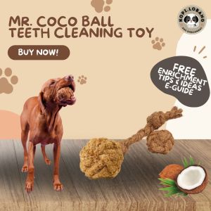 ✅[SG] MR COCO CHEW TEETH CLEANING ★ FREE Training e-Guide Worth $7★ Enrichment ★ SG Stock ★ Kopi Lobang