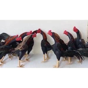 Boneka ayam Premium replika ayam untuk melatih ayam jago