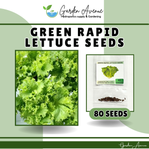 SULIT PACK! Green Rapid Lettuce Seeds (LG)( 80pcs seeds)