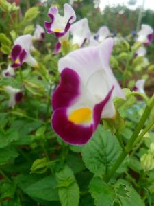 GG | 1000 Benih Bunga Torenia Warna Mix Colors