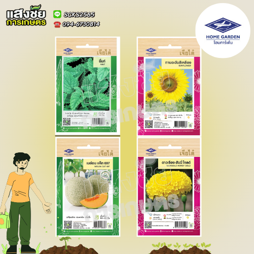 เมล็ดพันธุ์เมล่อน เจียไต๋ หวานฉ่ำ ปลูกง่าย