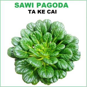 SAWI PAGODA TA KE CAI 50 biji / bibit / benih SAWI PAGODA TA KE CAI - seed sayur / bibit sayur / SAWI SAYUR