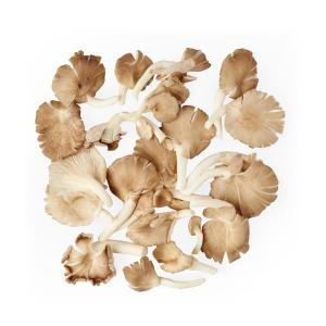 Oyster Mushrooms