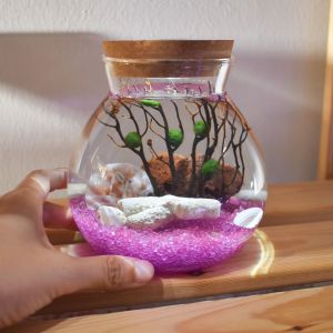 READY MADE MEDIUM THEMED Volcanic shrimp marimo moss aquarium (inc Car Delivery)