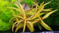 Ammannia pedicellata 'Golden' 黄金柳 (Nesaea pedicellata 'Golden') - aquarium aqua plant [midtech]. 