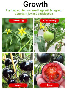 King of the Garden Black Pearl Tomato Seeds Purple and Black Flesh Antioxidant Potting Choice