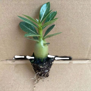 Indoor Plant Potted Flower Desert Rose Bulbs/Long Lifespan/Easy To Grow/High Ornamental Value/For Home Office Garden/Gardening Enthusiast