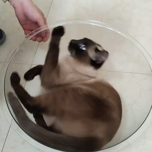 Pet Capsules Lounging Bed Nest Replacement Bowl Bed Washable Sleep Bed Cats Lounging Nest Clear Acrylic Dome