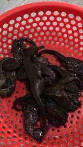 Combo 6 con cá ngưa-Hải ma Phú Quốc-Kiên Giang( size7-10cm)