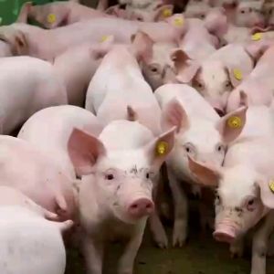 EM 🎊แพ็คคู่10ลิตร สุดคุ้ม บำบัดน้ำเสีย หมักปุ๋ย ดับกลิ่นในฟาร์ม