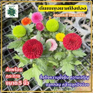 ต้นเบญจมาศปิงปอง ดอกคละสี มีหลายสีสัน ส่งพร้อมกระถาง 5 นิ้ว ลักษณะคล้ายลูกปิงปอง ดอกกลม สื่อถึงความยั่งยืน ความเจริญ