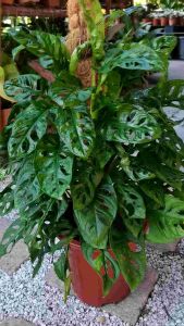 SOV Monstera Obliqua With Pole Derco Home Garden Home Plant Indoor Plant Rare Plant