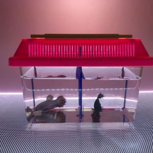 CLASSIC 2 IN 1 BETTA FISH AQUARIUM/KLASIK 2 DALAM 1 AKUARIUM IKAN LAGA