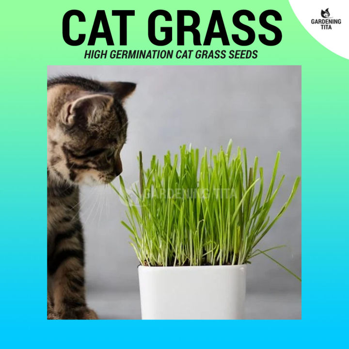 Organic Cat Grass Seeds Non Gmo High Germination 20 Seeds Lazada Ph