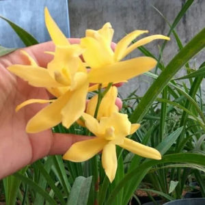 Bibit Bunga Anggrek Tanah Warna Kuning Siap Berbunga Cantik