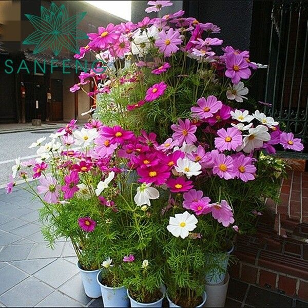 Ready Stock Philippines Mixed Cosmos Flower 50pcs Beautiful Mix Color ...