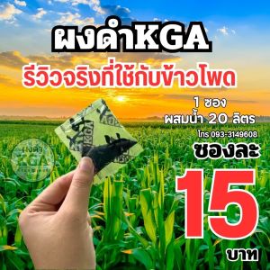 ผงดำ KGA นวัตกรรมใหม่เพื่อการเกษตร อาหารพืชสูตรพิเศษสำหรับข้าวโพด