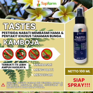Obat Untuk Bunga Kamboja / Obat Bunga Kamboja / Obat Hama Bunga Kamboja Japan / Obat Tanaman Bunga Kamboja / Obat Ubuat Bunga Kamboja