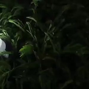 Solar Emergency LED Light Bulb Portable Lamp for Camping Rechargeable Night Market Lampu 可充电应急夜灯