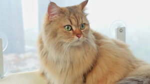 Treo giường nằm cho mèo cưng võng cho mèo cưng aerials giường ngủ cho mèo nhà Kitten Khung leo nắng cửa sổ Ghế mang phụ kiện thú cưng