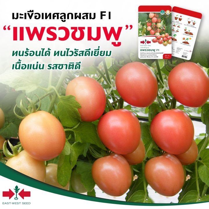 เมล็ดพันธุ์มะเขือเทศสีดา แพรวชมพู ตราศรแดง ทนอากาศร้อน