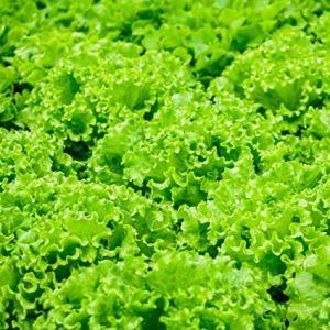 LETTUCE GREENY LEAFS SEEDS