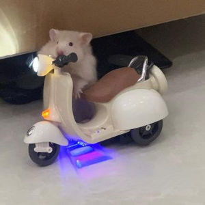 Hamster Toys 360-degree Rotation Motorcycle Lighting Electric Pet Rat Toy Motorcycle Electric Toys Hamster Accessories