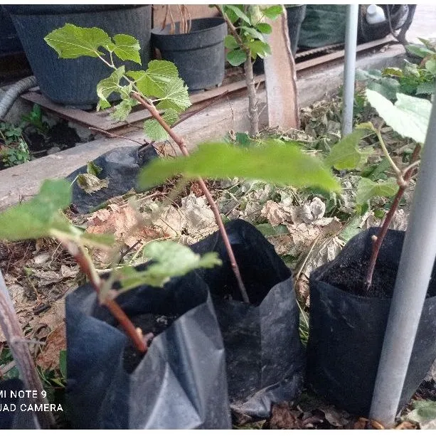 HARGA%20PROMO%20anggur%20Ramsey%20rootstock%20TERMURAH%20-%20Image%202