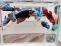 *RANDOM PICK*  Mix Female ( Ikan Betina)  Betta fish/ ikan laga  S / S+/ M Junior. 