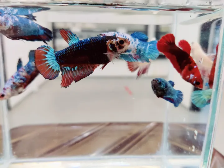 *RANDOM%20PICK*%20%20Mix%20Female%20(%20Ikan%20Betina)%20%20Betta%20fish/%20ikan%20laga%20%20S%20/%20S+/%20M%20Junior%20-%20Image%204