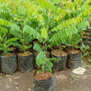 Belimbing Wuluh / Blimbing Sayur | Cepat Berbuah | Berbuah Di Dalam Pot | Termurah