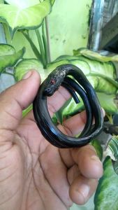 Gelang Akar Bahar Hitam Serat Ukir Kepala Ular Murah Asli Original
